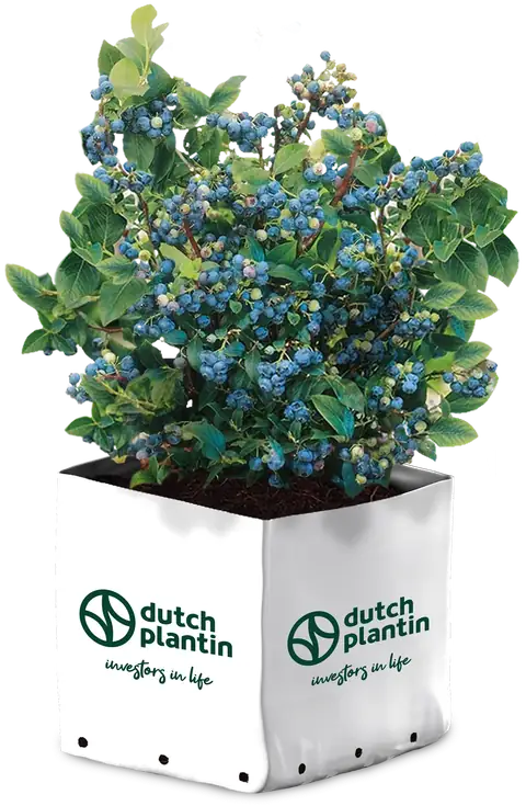 Dutch Plantin coco coir open top grow bag for blueberries