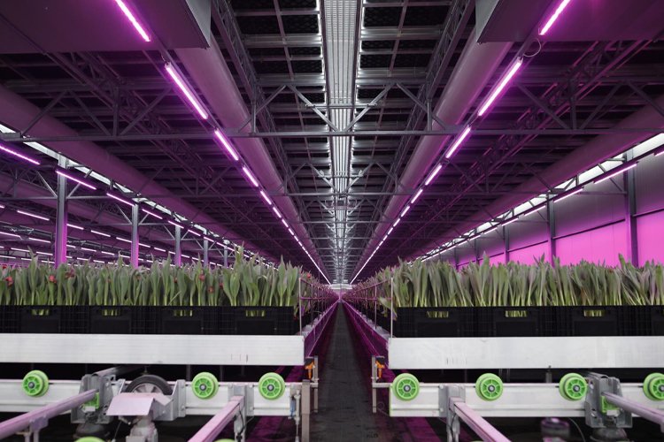 KG Systems Multi-Tier