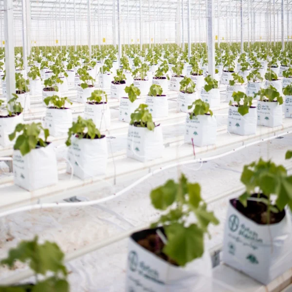 Dutch Plantin Coco Coir Substrate - Image 7