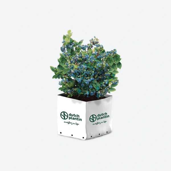 Dutch Plantin compressed coco coir
